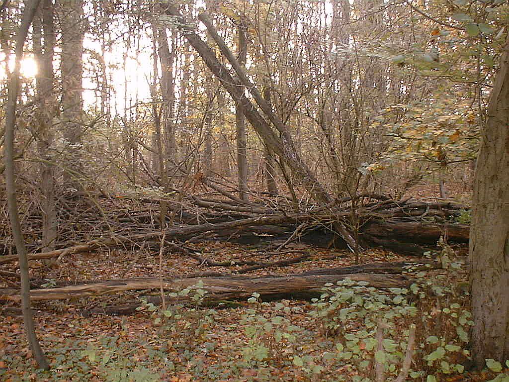 Begrazingsgebied - Amsterdam