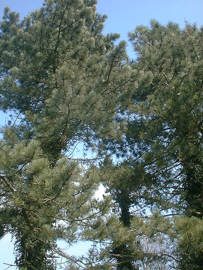 Bomen en Planten - Amsterdam