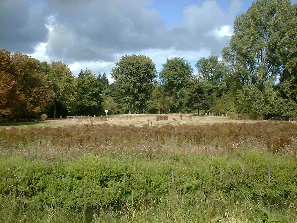 Koeienweide - Amsterdam