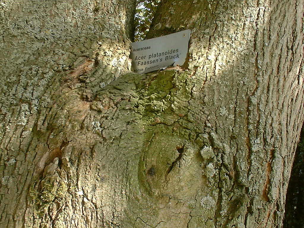 Bomen, Bloemen en Planten - Amsterdam