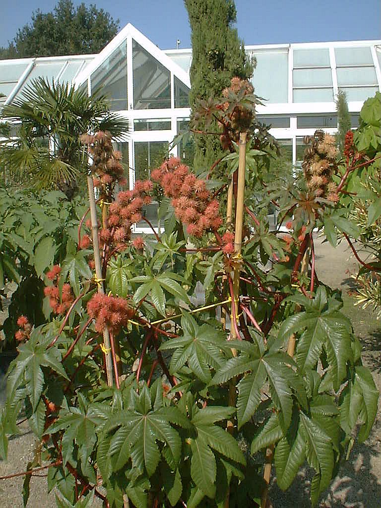 Galerie Orangerie - Cactustuin - Amsterdam