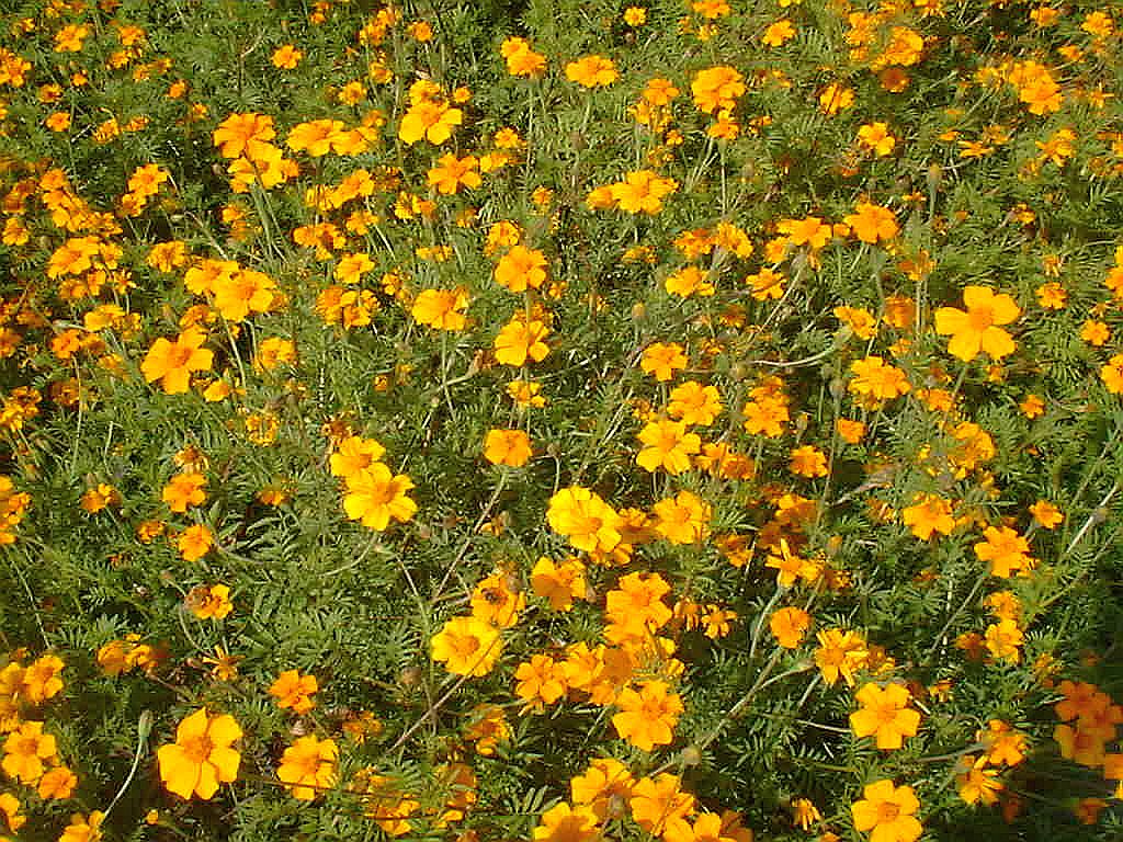 Bomen, Bloemen en Planten - Amsterdam