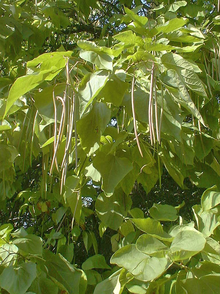 Bomen, Bloemen en Planten - Amsterdam