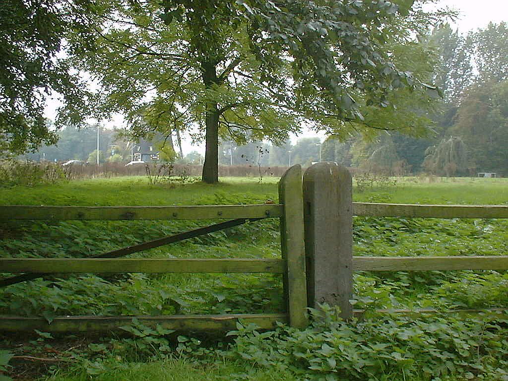 Koeienweide - Amsterdam