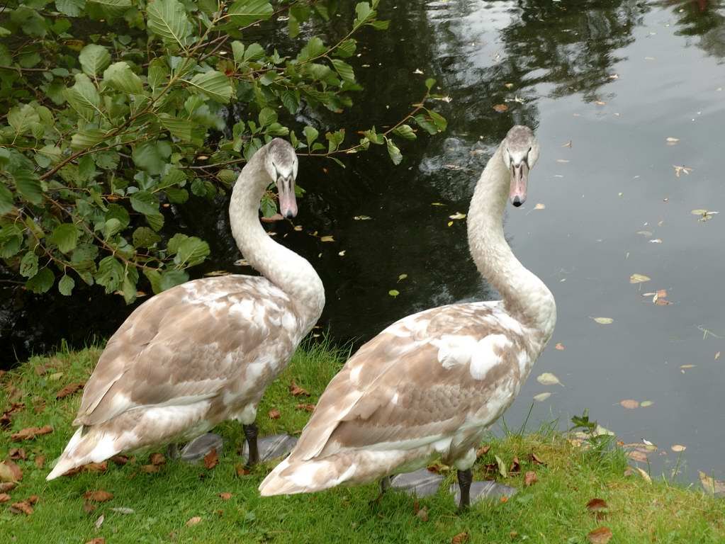 Knobbelzwanen - Amsterdam