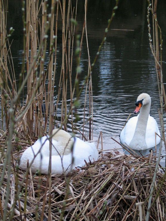 Knobbelzwanen - Amsterdam