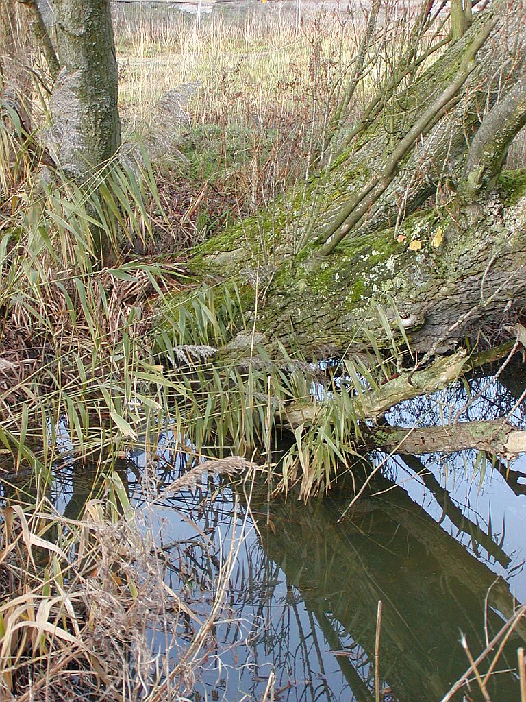De Kalfjeslaan - Amsterdam