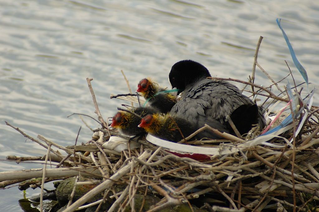 Stenen Hoofd - Amsterdam