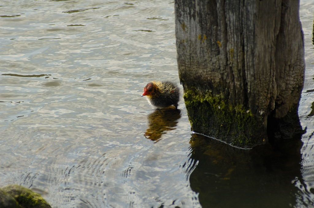 Stenen Hoofd - Amsterdam