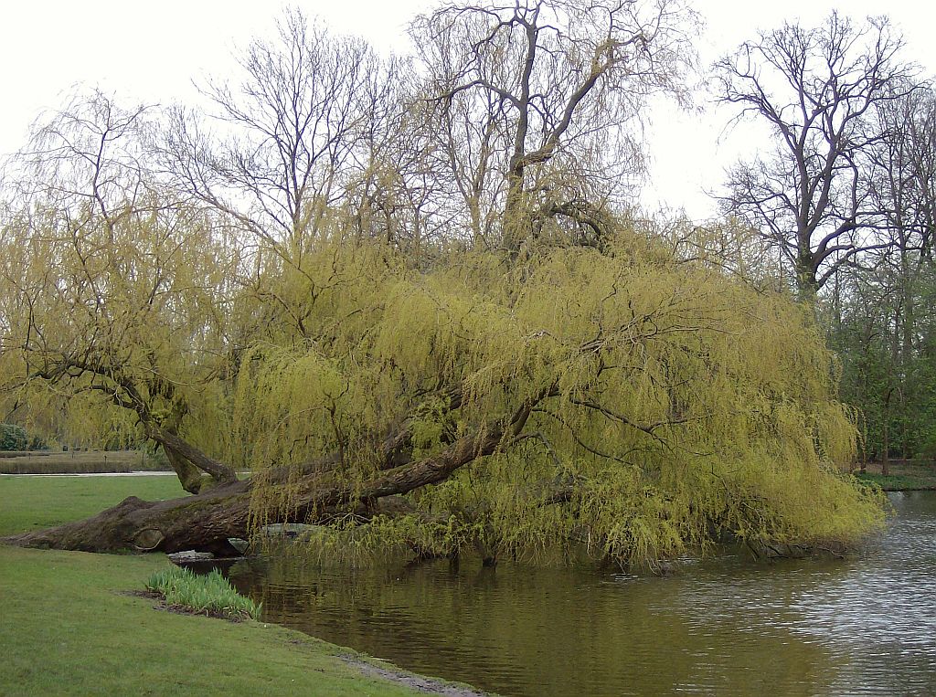 Noordlus - Amsterdam