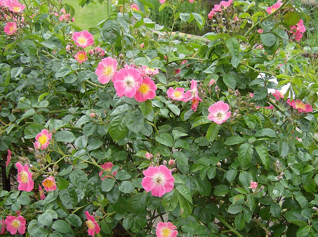 Harmoniehof - Amsterdam