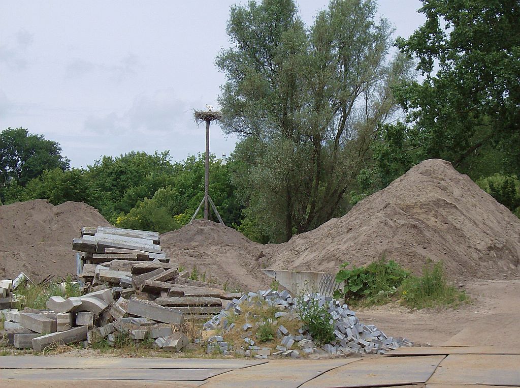 Schapenweide - Amsterdam