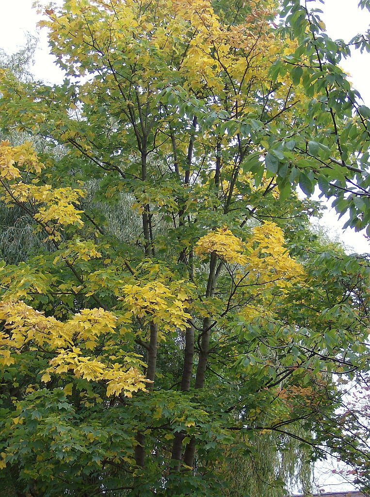 Martin Luther Kingpark - Amsterdam