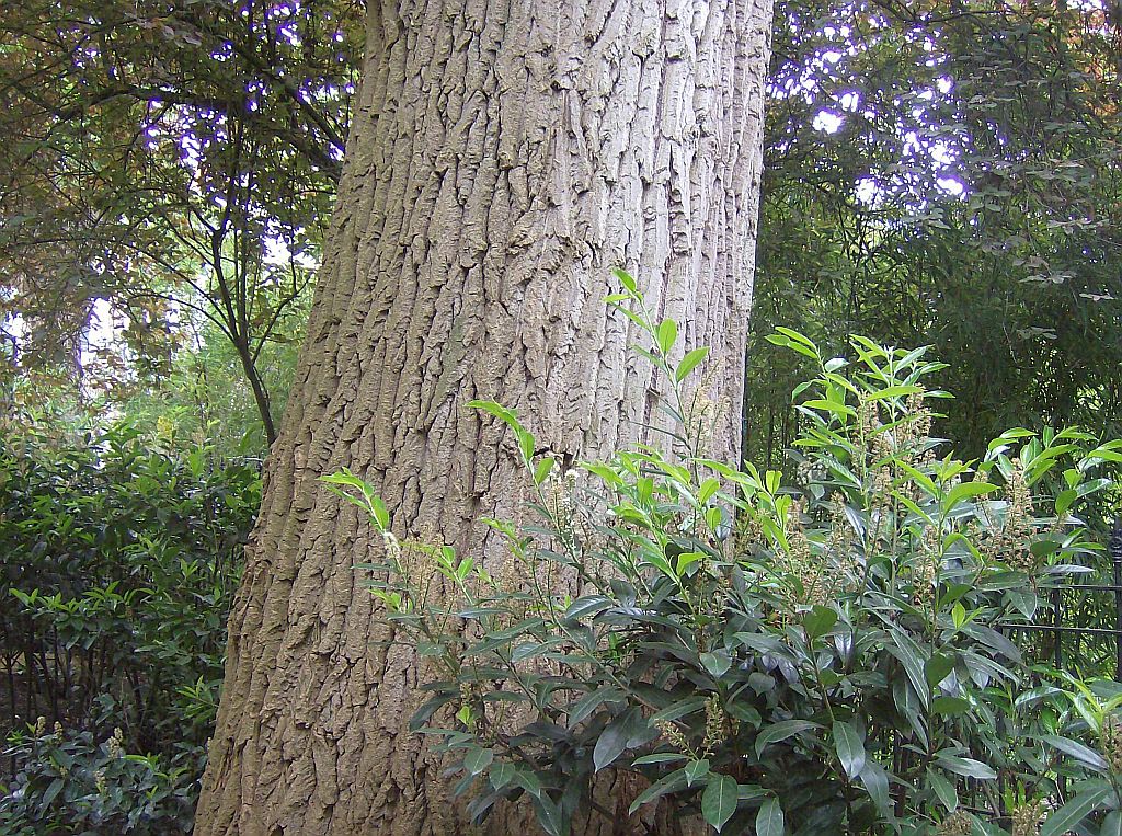 Ingang Vondelstraat - Amsterdam