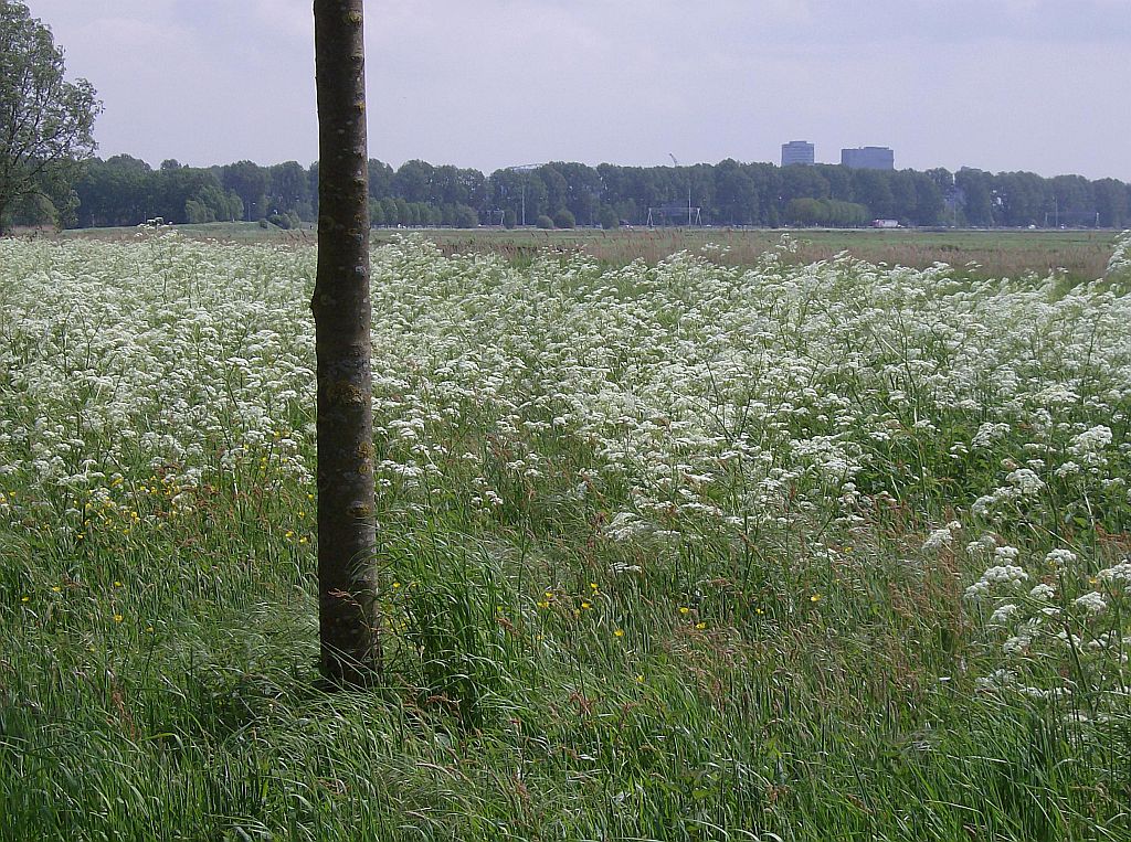 Park Overamstel - Amsterdam
