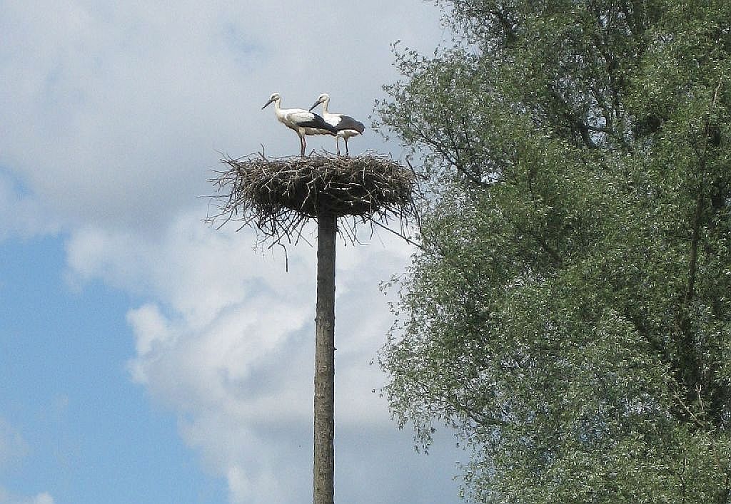 Schapenweide - Ooievaars - Amsterdam