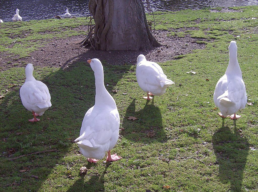 Zuider Amstel Kanaal - Amsterdam
