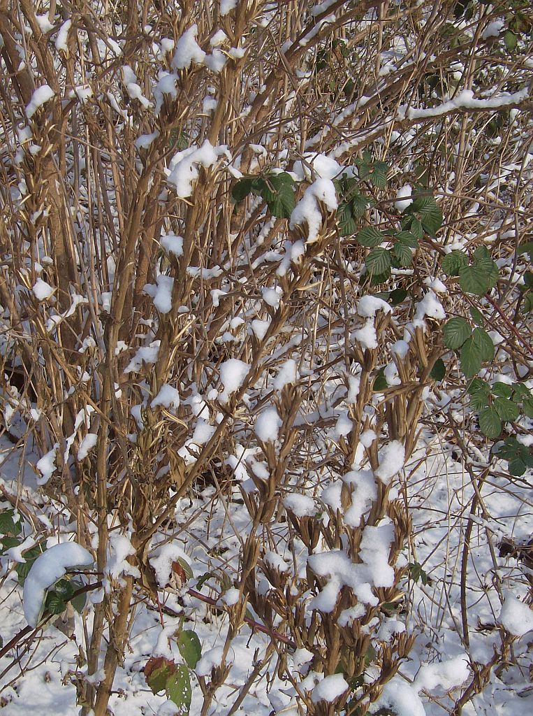 Taludweg - Amsterdam