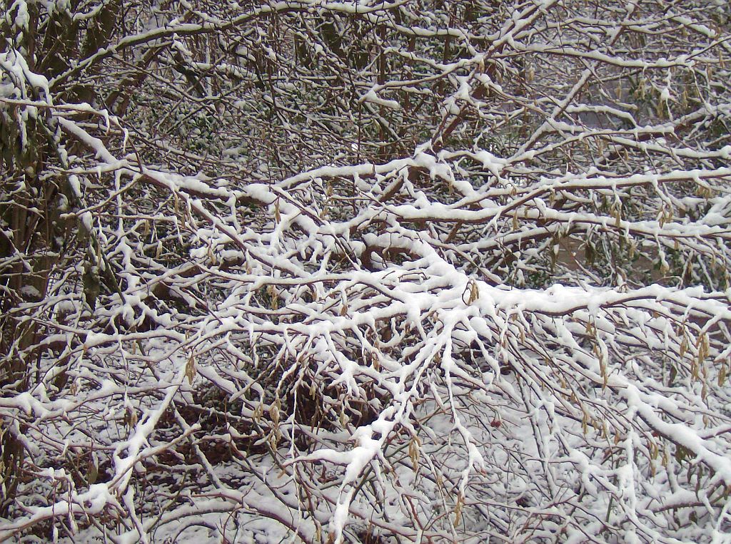 Bomen en Planten - Amsterdam