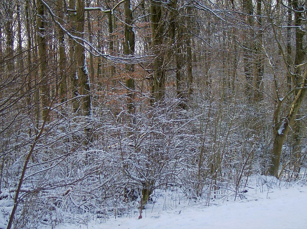 Achter de ringen - Amsterdam