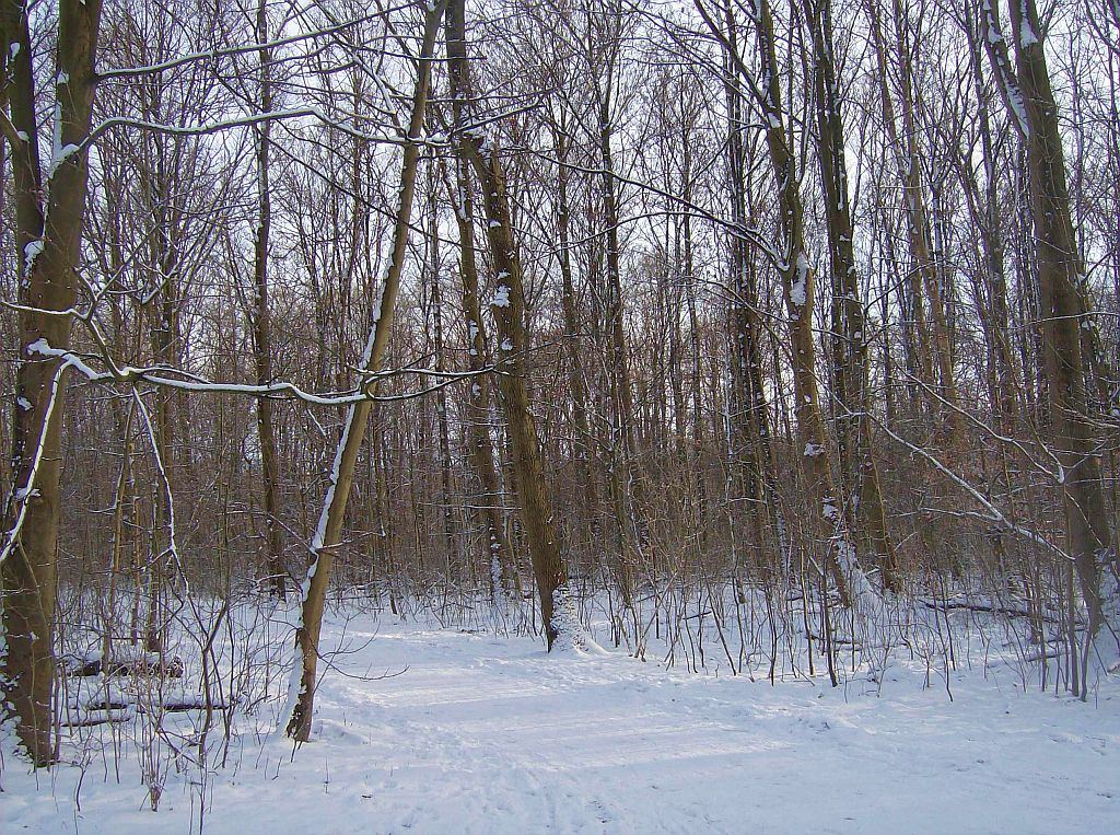 Achter de ringen - Amsterdam