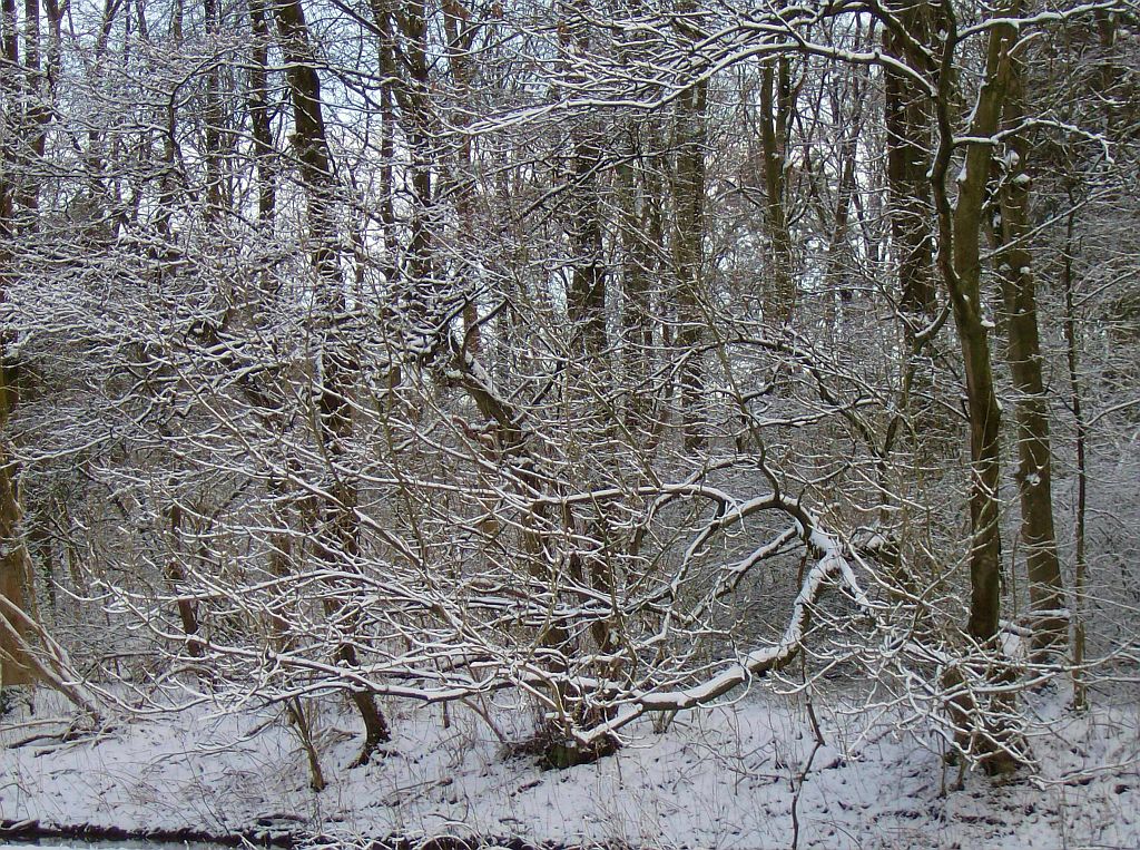 Lindenlaan naar de ringen - Amsterdam