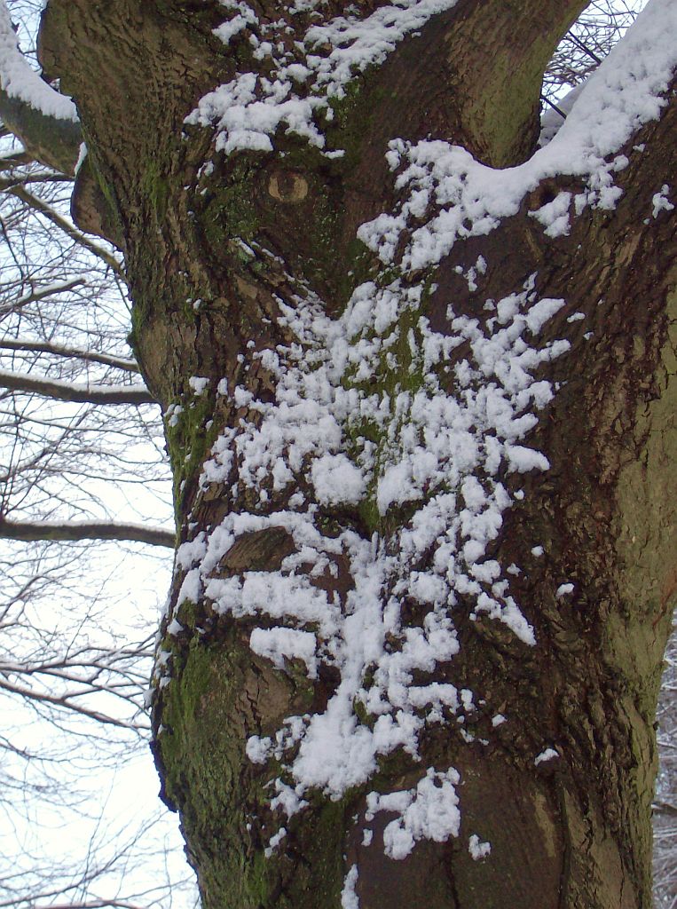 Lindenlaan naar de ringen - Amsterdam