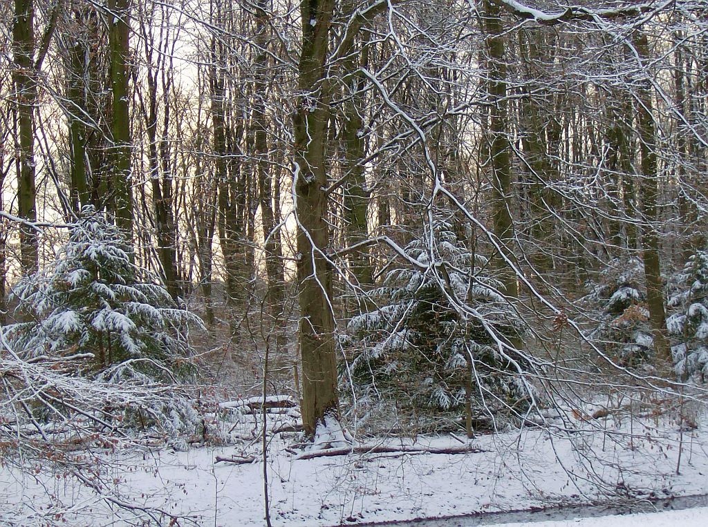 Lindenlaan naar de ringen - Amsterdam