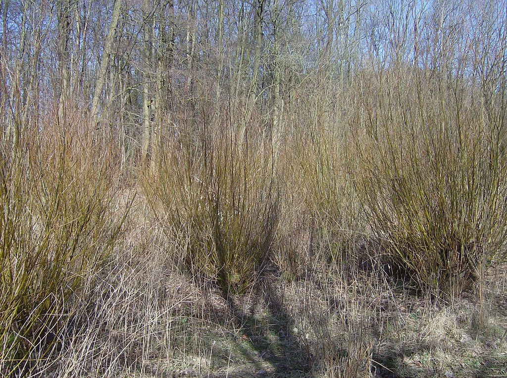 Veenpaadje tussen Brug 530 en Brug 531 - Amsterdam