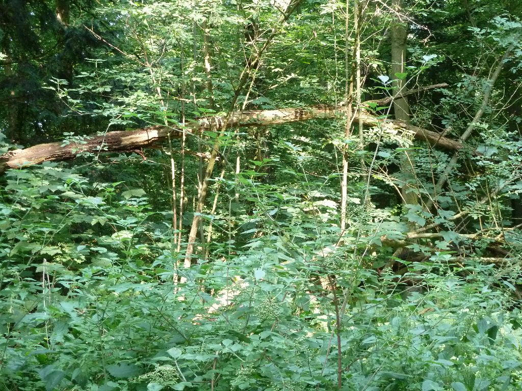 Naturistenweide - Amsterdam