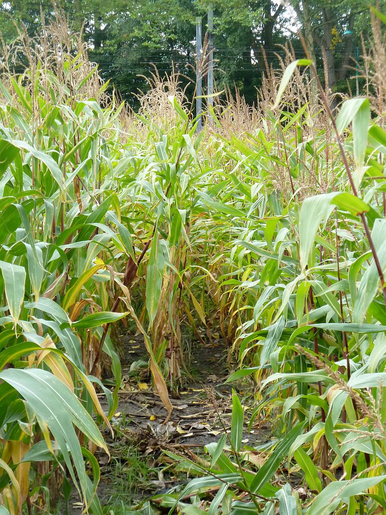 Maisdoolhof - Amsterdam