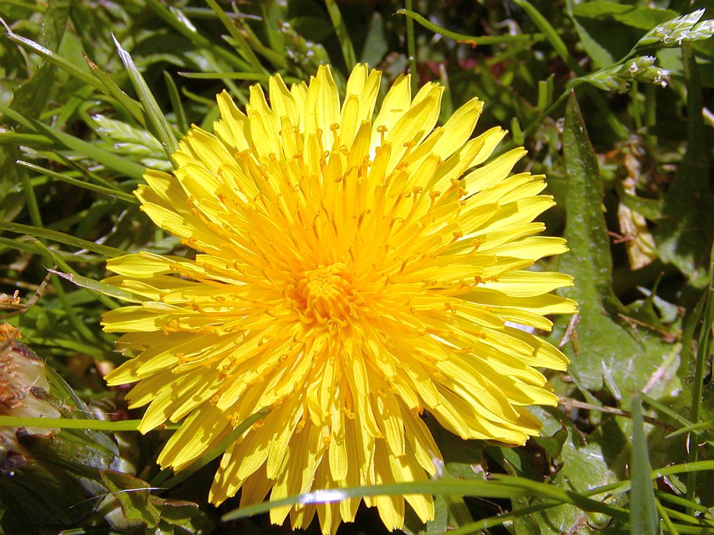 Sportvelden Nieuwe Kalfjeslaan - Amsterdam