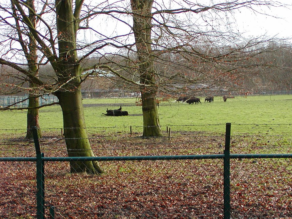 Bisonweide - Amsterdam