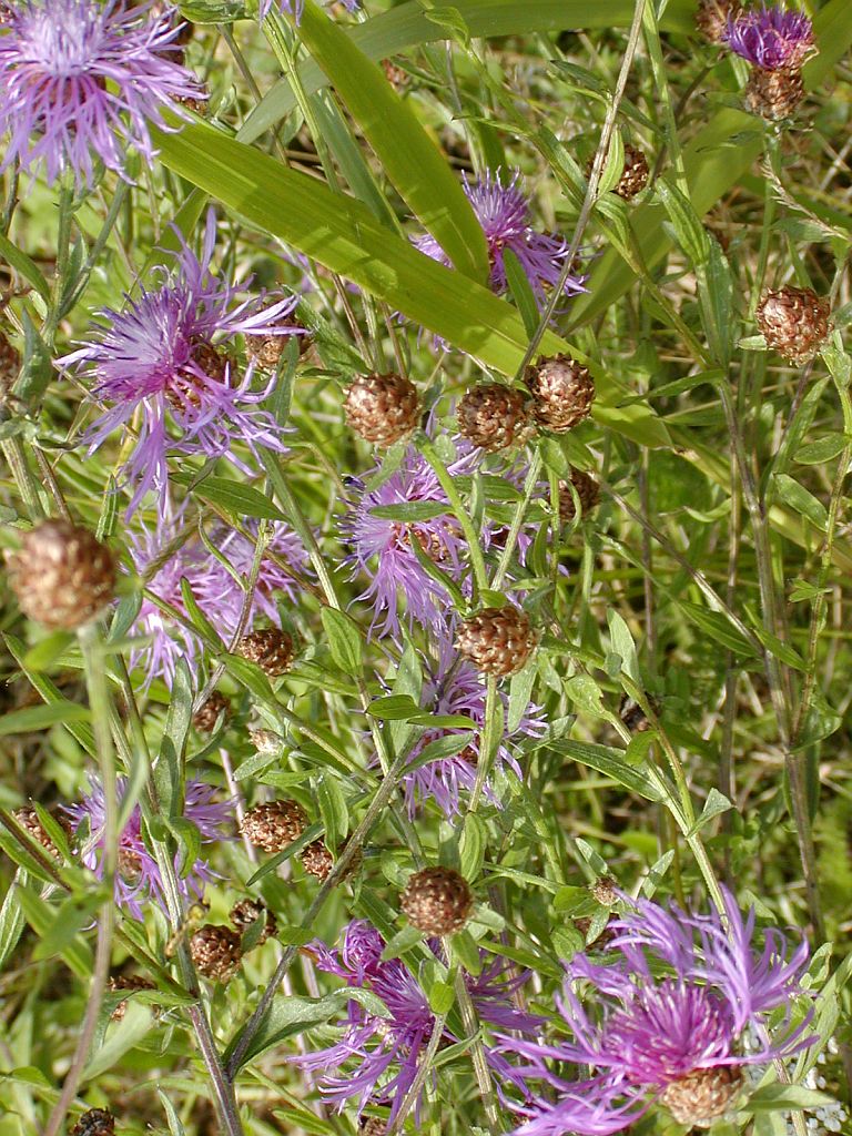 Bloemen en Planten - Amsterdam