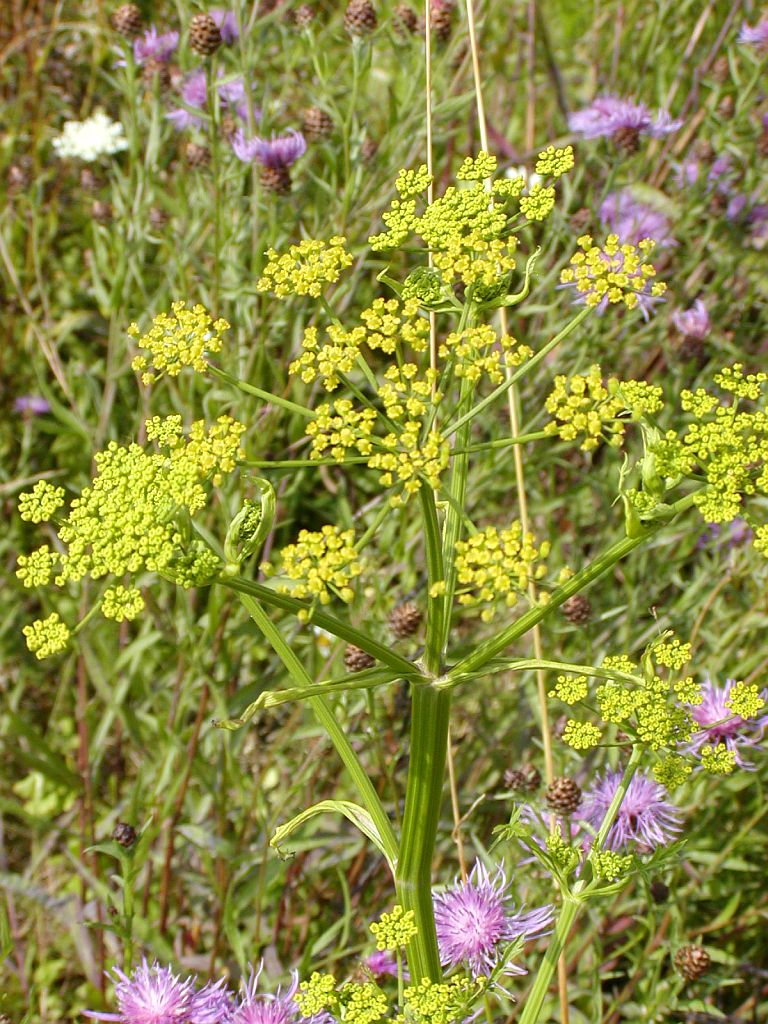 Bloemen en Planten - Amsterdam