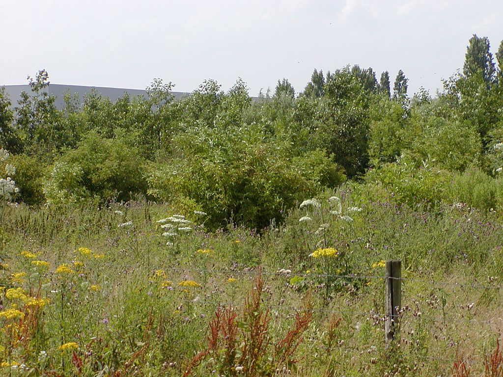 Begrazingsgebied - Amsterdam
