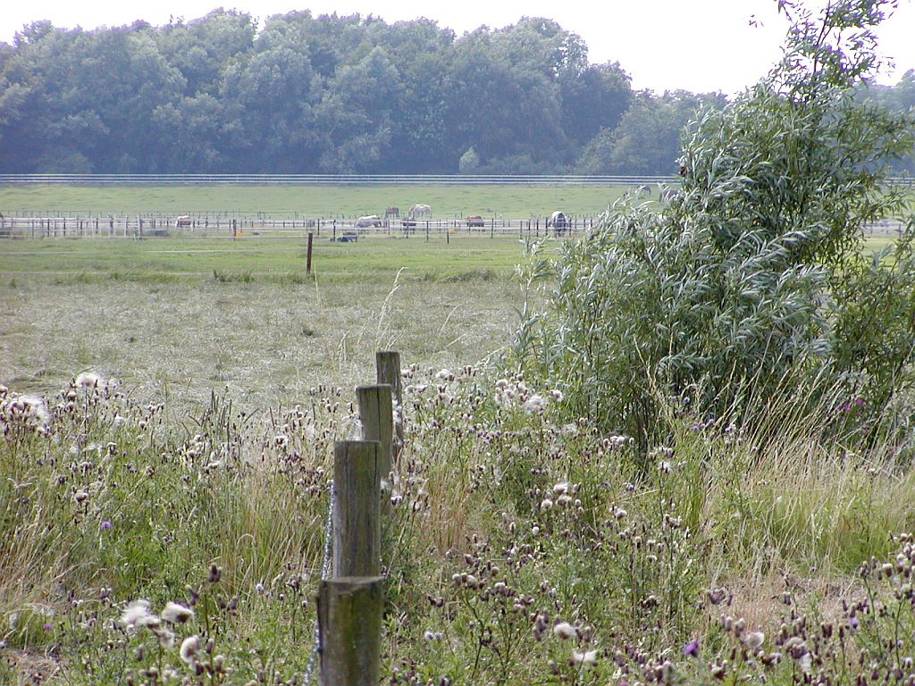 Begrazingsgebied - Amsterdam