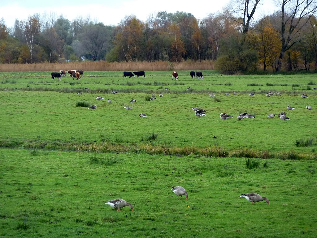 Polder Meerzicht - Amsterdam