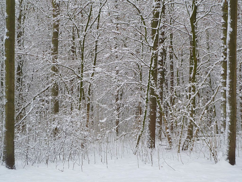 Oude Karselaan - Amsterdam