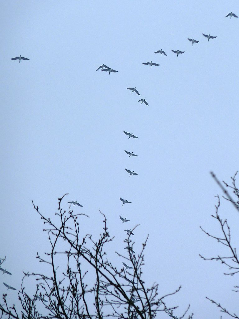 Sportpark Nieuwe Kalfjeslaan - Amsterdam