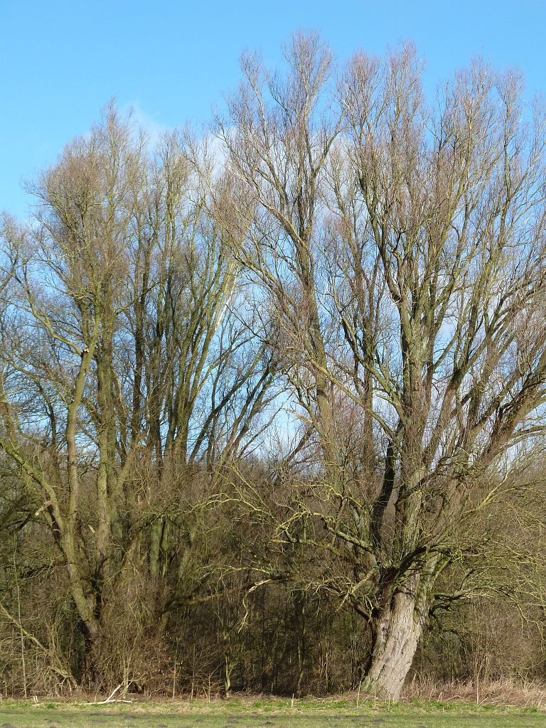 Paardenpicknick - Amsterdam