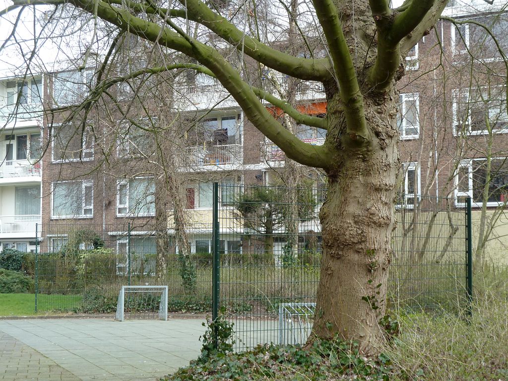 Wedderborg - Amsterdam