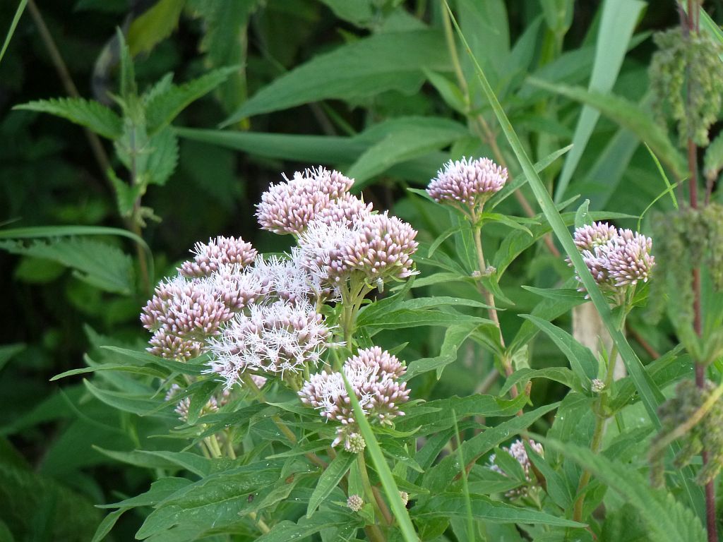 Graspad langs de A9 - Amsterdam