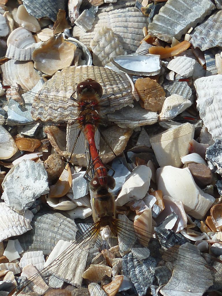Tijdelijk Park Zuidas - Amsterdam