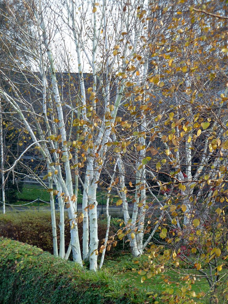 Willem Witsenstraat - Amsterdam