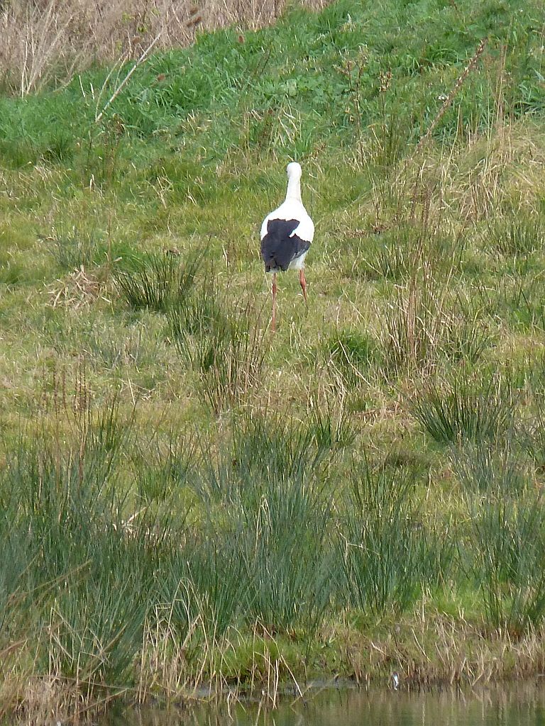 Schapenweide - Ooievaars - Amsterdam