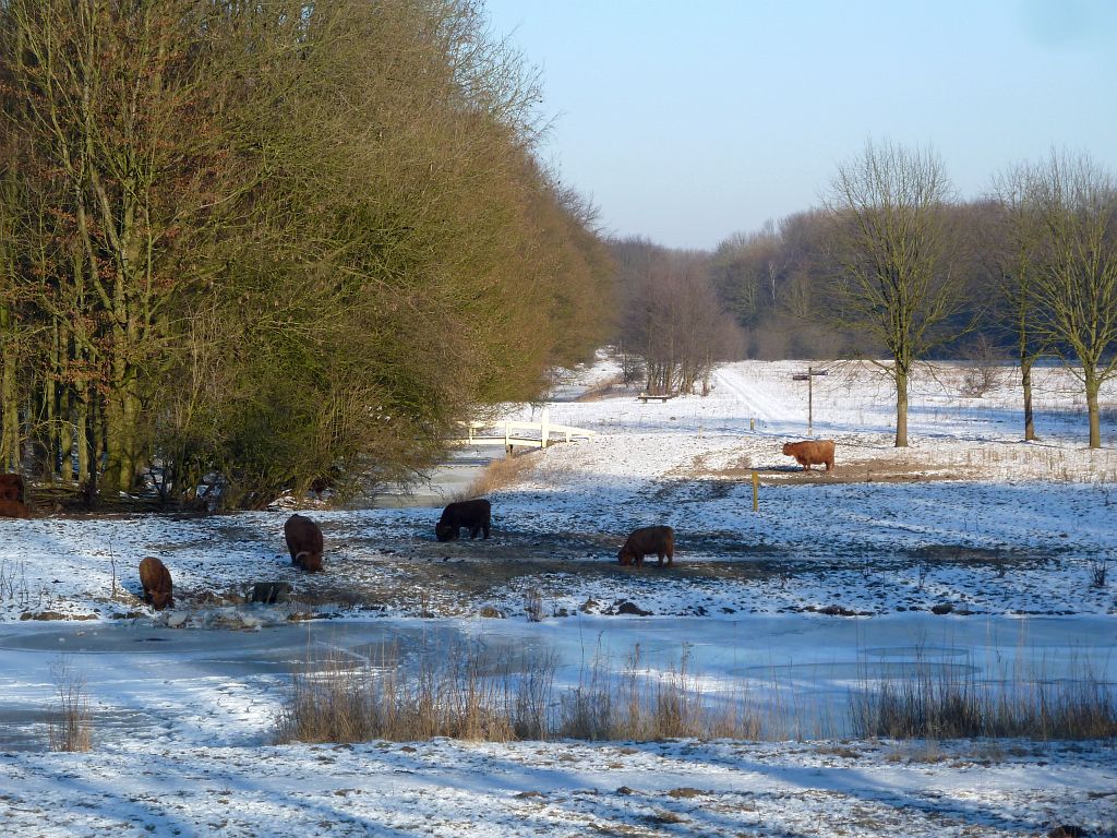 Schotse Hooglanders - Amsterdam