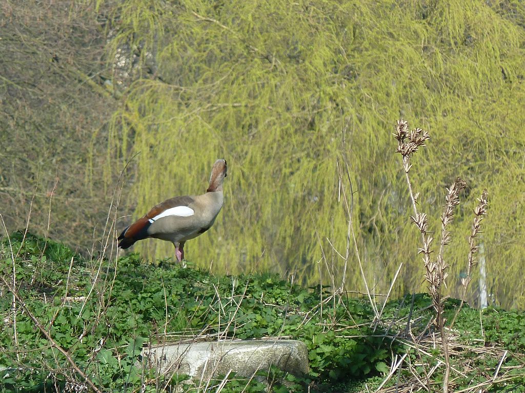 Schapenweide - Nijlgans - Amsterdam