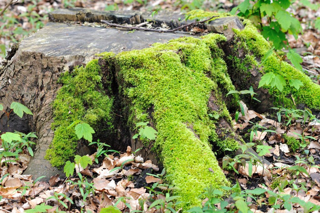Pad langs het Nationaal Dachau Monument - Amsterdam