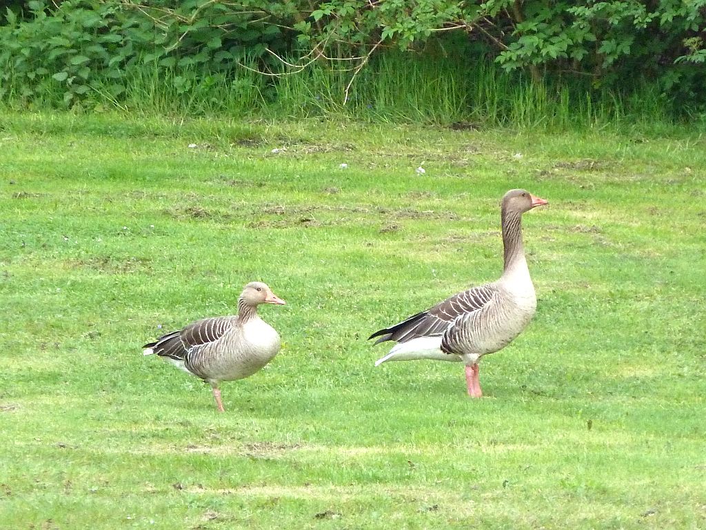 Kuiperbergweg - Amsterdam